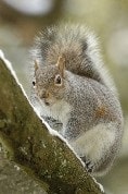 The Gray Squirrel Habits