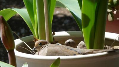  - mourning-dove-in-amaryllis-pot-21636974