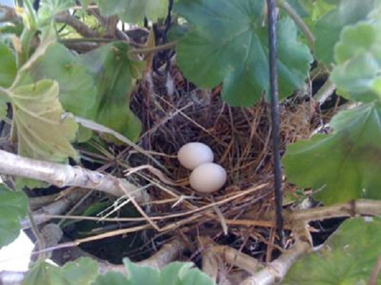 dove nest in geranium pot with 2 eggs