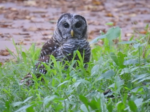 do powerful owls eat dogs