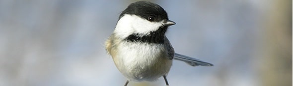 Exploring the Black-capped Chickadee Nesting and Feeding Habits and ...