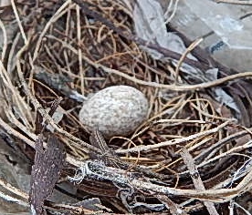 Found Bird Egg - How to Care and Hatch It