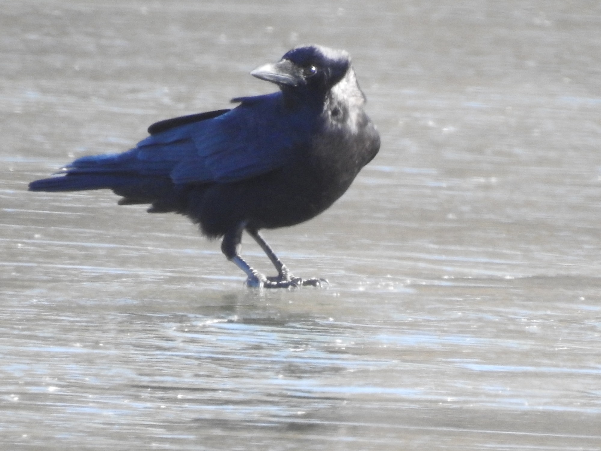 American Crow Habits, Nesting, Eating, Mating, All Answered