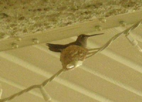 anna's hummingbird incubating eggs