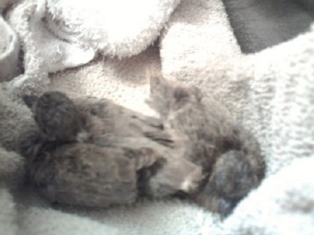 2 rescued baby doves