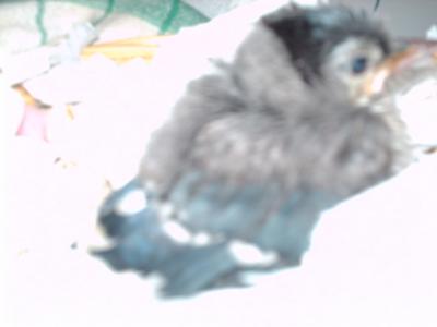 Baby blue jay fell out of its nest! (Don't worry mom and dad came