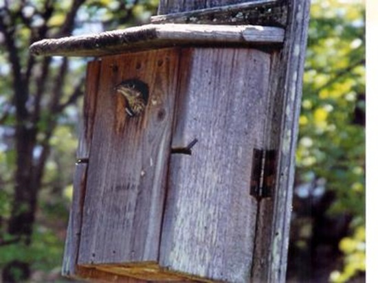 Baby Bluebird peeking out of birdhouse hole