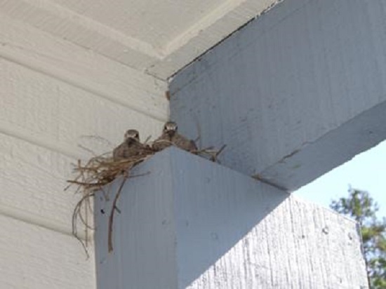 baby doves in nest on covered porch