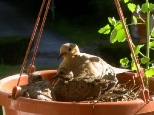 baby doves in hanging plant