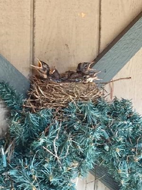 baby robin in nest built on artificial wreath