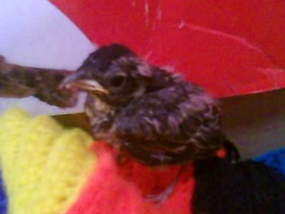 the baby robin I found and cared for