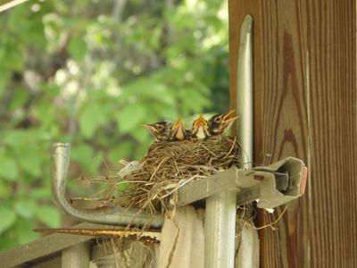 baby robins in nest