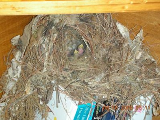 baby wren in nest waiting to be fed