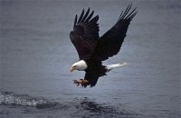 Complete Guide: Bald Eagle Habits, Nesting, Feeding, And Mating