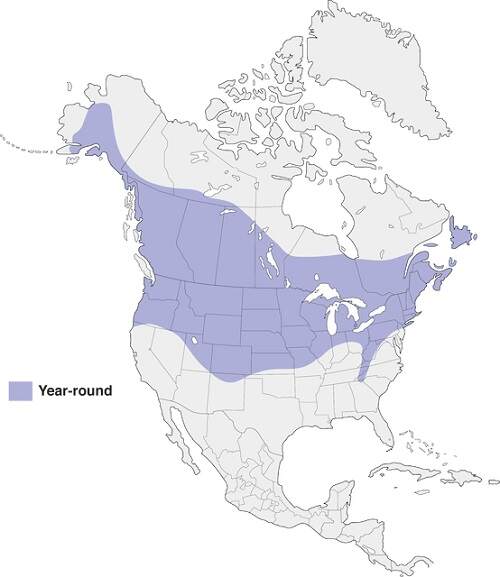 Exploring the Black-capped Chickadee Nesting and Feeding Habits and ...