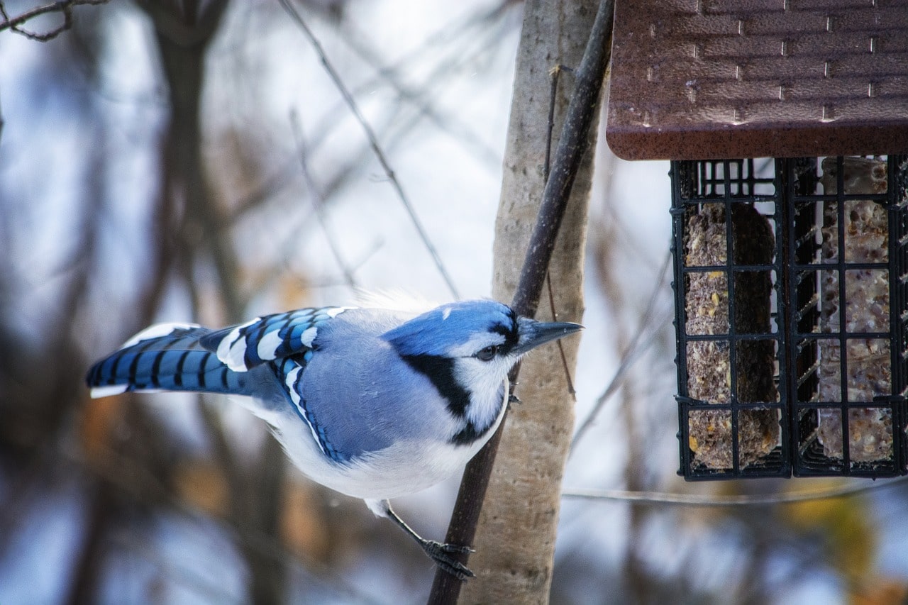 What Do Blue Jays Eat? (Complete Guide)