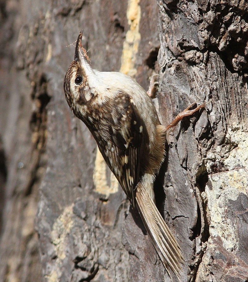 brown-creeper-nesting-mating-and-feeding-habits