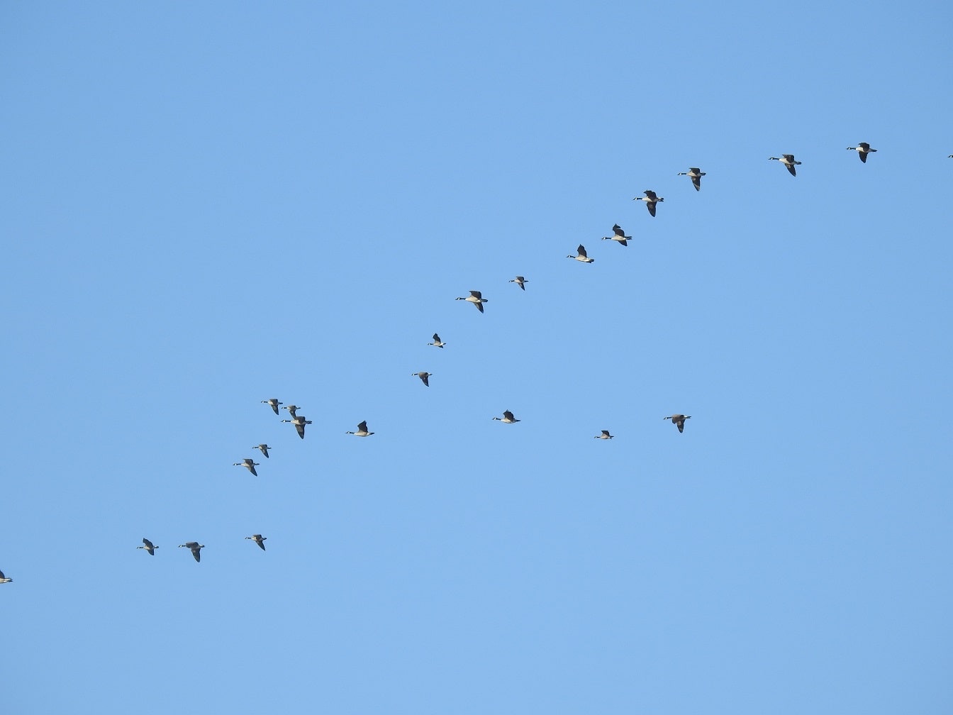 canadian geese v formation