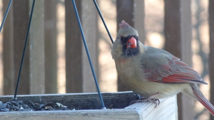 Guide to Attracting Cardinals: Boost Your Yard Appeal to Get More