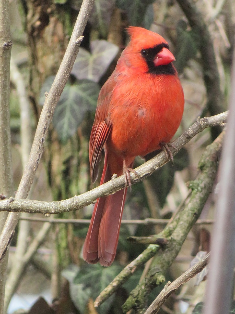 Cardinal Red Flocking