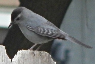 juvenile catbird