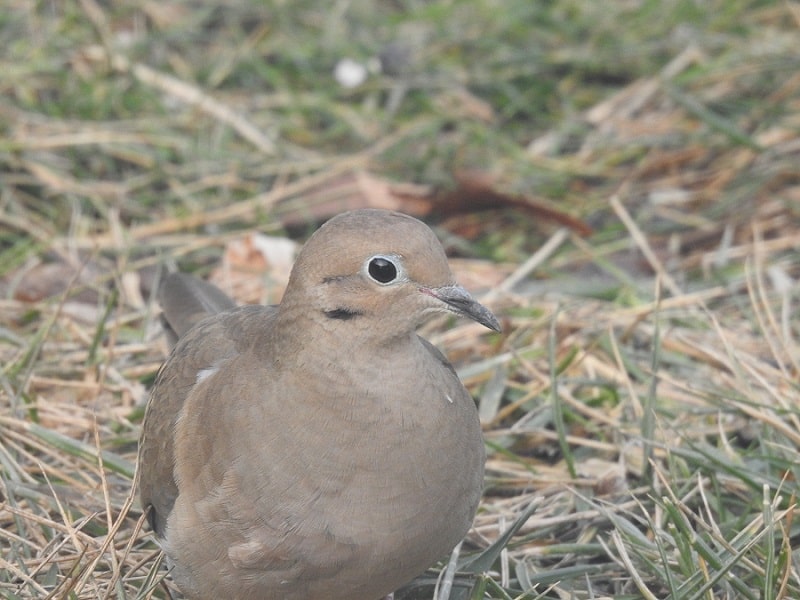 Do Robin Bird Sightings Have Meaning? - Birds and Blooms