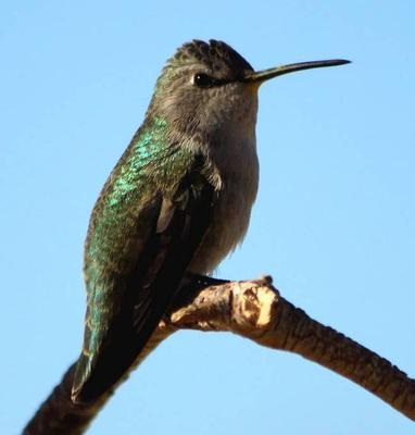 female costa's hummingbird