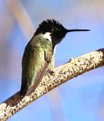 male costa's hummingbird