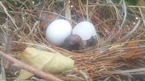 dove egg with second egg hatching