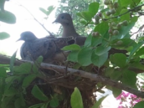 adult dove and young in nest together
