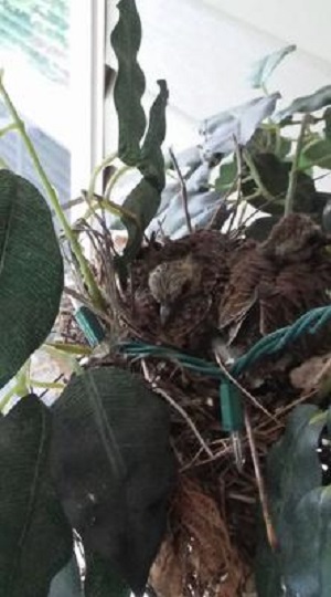 dove nest in silk tree