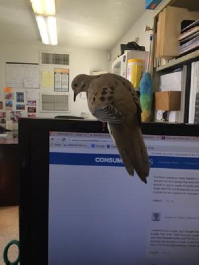dove perch on top of computer monitor