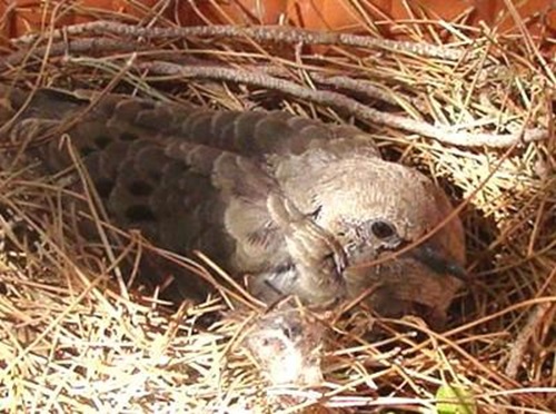 Dove on nest protecting fledgling after roadrunner attack