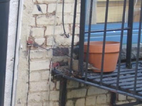 dove standing by nest