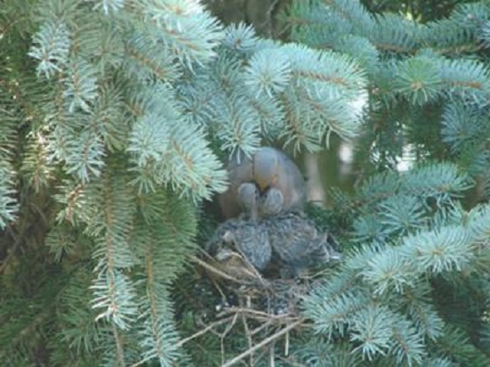 dove nest in a pine tree with adult dove feeding its young