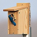 bluebird house