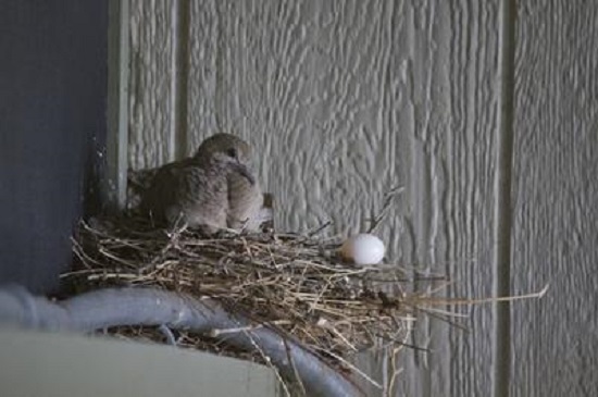 egg on edge of nest