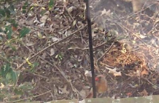 Female Cardinal 