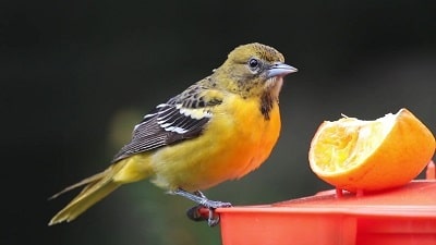 female Northern Oriole Eating Orange