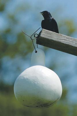 Purple Martins Housing and Stories