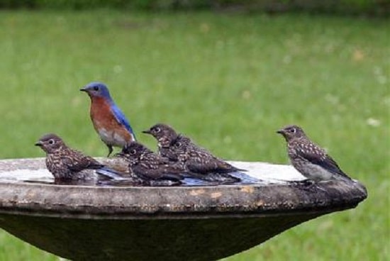 Several Recently Fledged Bluebirds have been led to birdbath by adult male