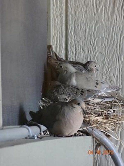 Four Doves at Nest