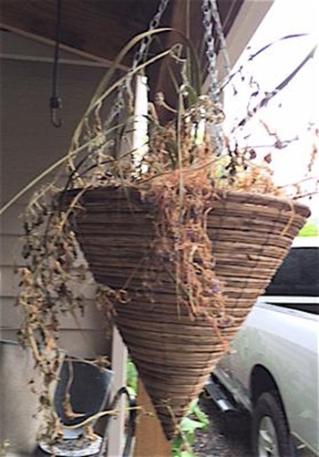 the hanging basket robins chose to nest inside of