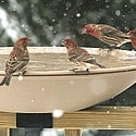 heated bird bath deck mounted