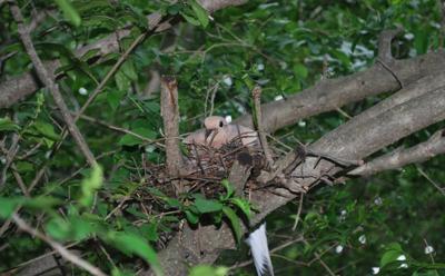 Pictures of Doves Nesting near Homes in Planters Hanging Baskets