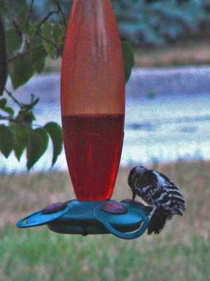 birds that like hummingbird feeders