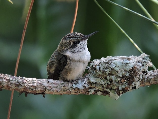 hummingbird on limb beside nest