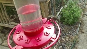 Ruby-throated hummingbird on feeder