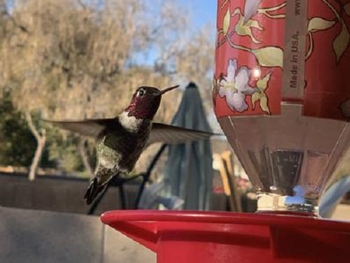 hummingbirds hovering beside feeder