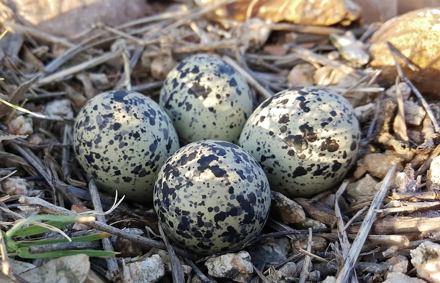Killdeer Nesting Mating and Feeding Habits Answered